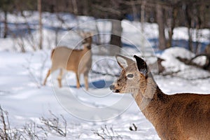 White-tail deer in the snow