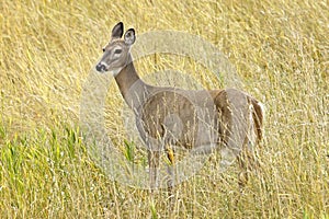 White tail deer stands in the grassy field