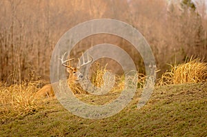 White tail deer staying low during hunting season. 2/5