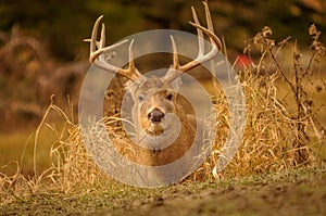 White tail deer staying low during hunting season. 3/5