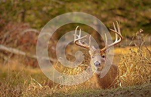 White tail deer staying low during hunting season. 4/5
