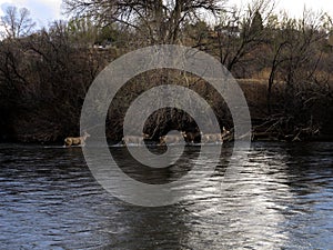 White Tail Deer Wade in the Arkansas River Near Pueblo, Colorado