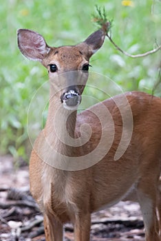 White tail deer wandering around thick forest near water