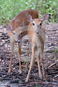 White tail deer wandering around thick forest near water