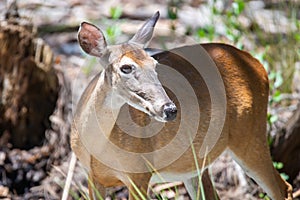 White tail deer wandering around thick forest near water