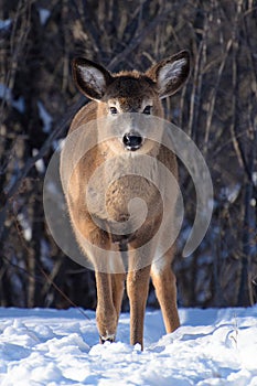 White tail deer yearling