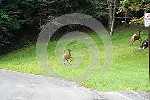 White tail deers running and crossing the road near the houses in new york state county countryside