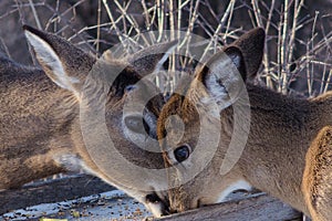 White tail doe and fawn feeding