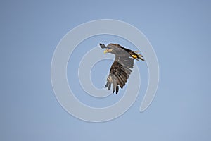 White Tail Eagle, Haliaeetus albicilla. Bird of Prey