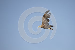 White Tail Eagle, Haliaeetus albicilla. Bird of Prey