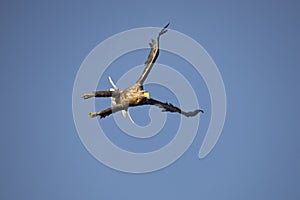 White Tail Eagle, Haliaeetus albicilla. Bird of Prey