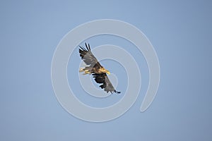 White Tail Eagle, Haliaeetus albicilla. Bird of Prey