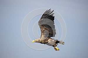 White Tail Eagle, Haliaeetus albicilla. Bird of Prey