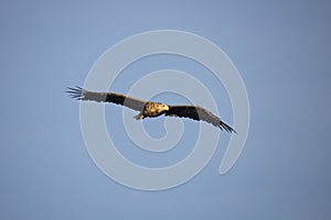 White Tail Eagle, Haliaeetus albicilla. Bird of Prey