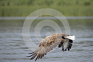 White Tail Eagle, Haliaeetus albicilla. Bird of Prey