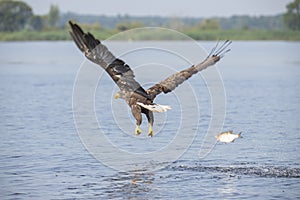 White Tail Eagle, Haliaeetus albicilla. Bird of Prey