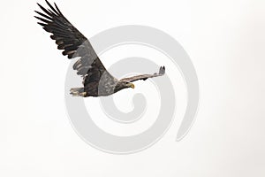 White Tail Eagle, Haliaeetus albicilla. Bird of Prey