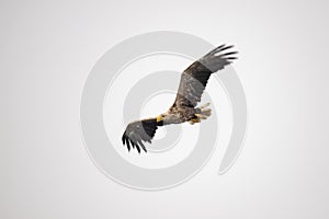 White Tail Eagle, Haliaeetus albicilla. Bird of Prey