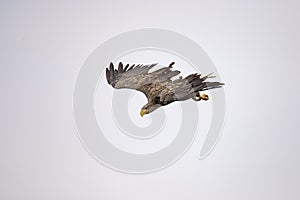 White Tail Eagle, Haliaeetus albicilla. Bird of Prey