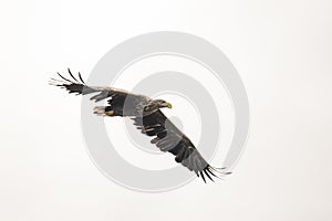 White Tail Eagle, Haliaeetus albicilla. Bird of Prey