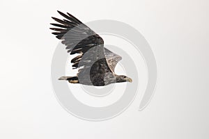 White Tail Eagle, Haliaeetus albicilla. Bird of Prey