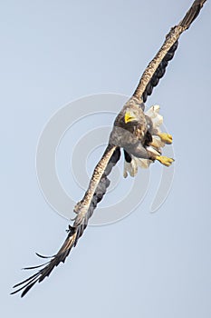 White Tail Eagle, Haliaeetus albicilla. Bird of Prey