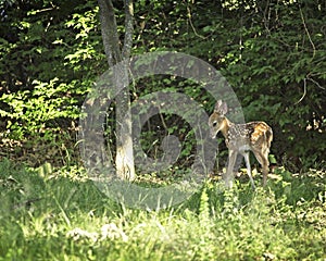 White Tail Fawn In Backyard Fayetteville Arkansas