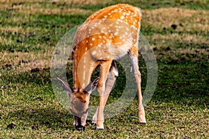 White tail fawn grazing. Discovery Wildlife Park Innisfill Alberta Canada