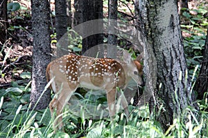White Tail fawn, hiding in the poplars
