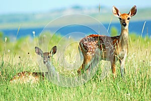 White-tail fawns