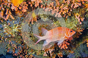 White-tail Squirrelfish, South Ari Atoll, Maldives