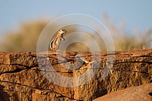 White-tailed Antelope Squirrel