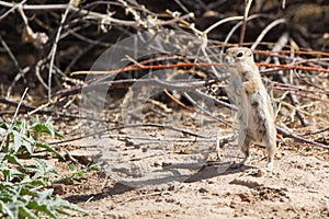 White-tailed Antelope Squirrel