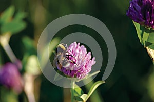 White-tailed Bombus lucorum bumblebee collecting nectar on wild red flowering clover Trifolium pratense flower head, large