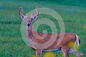 White-tailed buck deer (Odocoileus virginianus) with velvet antlers looking at camera in a hayfield during late summer.
