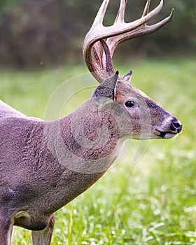 White-tailed Buck Dining on Grass