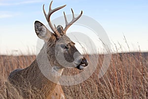 White tailed buck laying in the meadow.