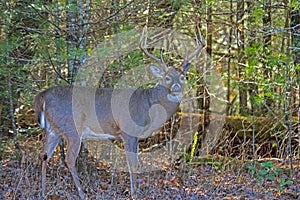 White tailed Buck looking at the camera with a forest background.