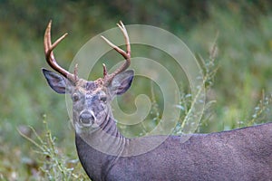 White-tailed Buck Odocoileus virginianus in a field during early autumn. Selective focus, background and foreground blur