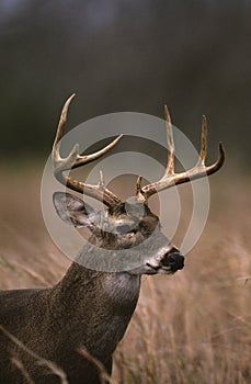 White-tailed Buck Portrait