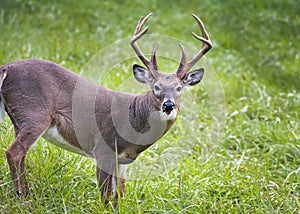 White-tailed Buck on the Prowl