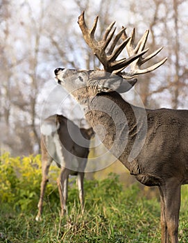 White-tailed buck in rut