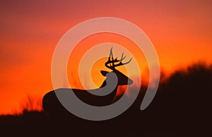 White-tailed Buck Silhouette