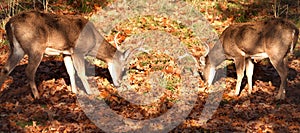 White-tailed bucks