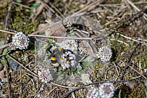 White-tailed Bumble Bee, Bombus lucorum, on Noccaea caerulescens photo