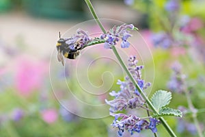 A white tailed bumble bee on a catmint flower