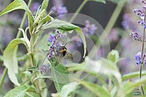 A white tailed bumble bee on a catmint flower