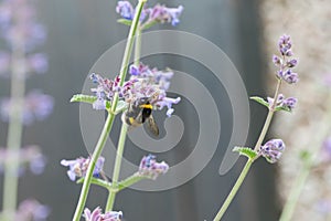 A white tailed bumble bee on a catmint flower