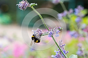 A white tailed bumble bee on a catmint flower