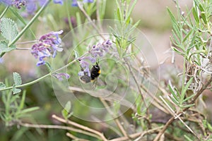 A white tailed bumble bee on a catmint flower